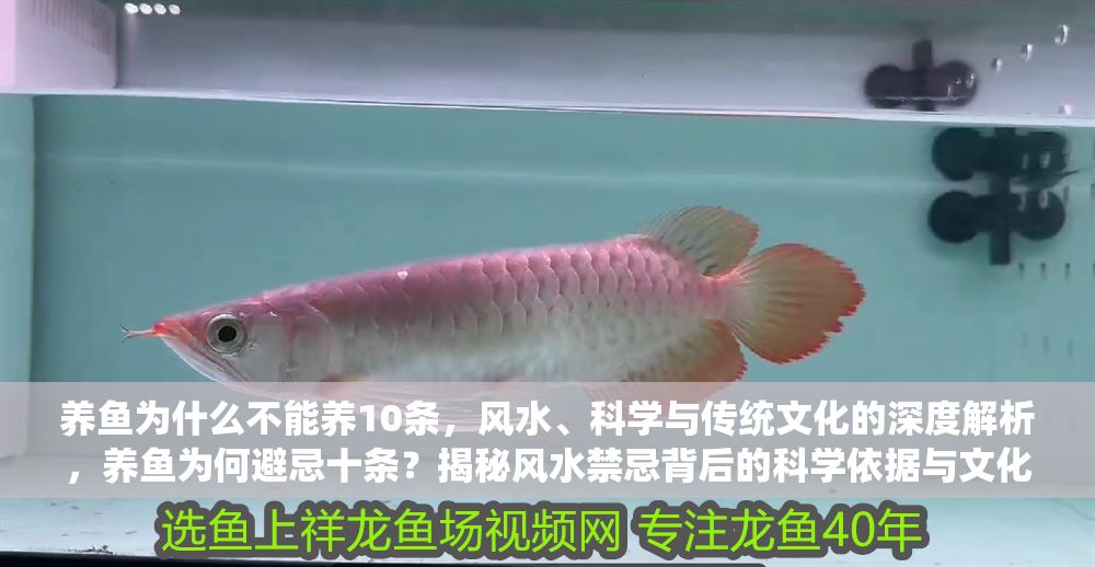 養魚為什么不能養10條，風水、科學與傳統文化的深度解析，養魚為何避忌十條？揭秘風水禁忌背后的科學依據與文化淵源
