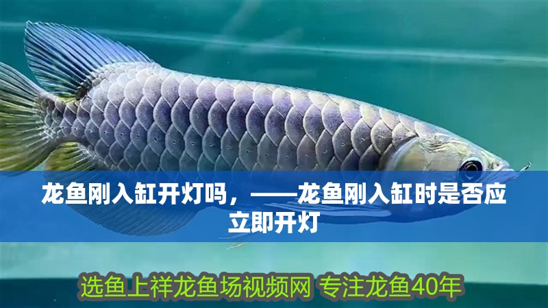 龍魚剛入缸開燈嗎，——龍魚剛入缸時是否應立即開燈