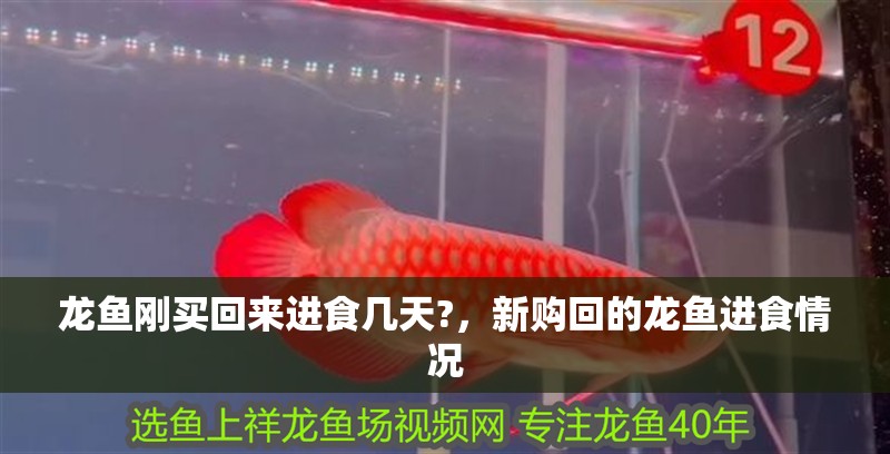 龍魚剛買回來進食幾天?，新購回的龍魚進食情況
