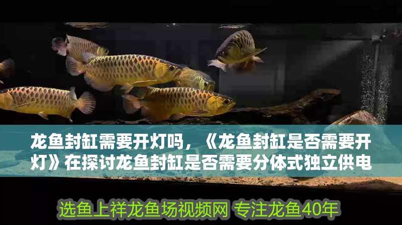 龍魚封缸需要開燈嗎，《龍魚封缸是否需要開燈》在探討龍魚封缸是否需要分體式獨(dú)立供電 龍魚封缸需要開燈嗎，《龍魚封缸是否需要開燈》在探討龍魚封缸是否需要分體式獨(dú)立供電 水族問答