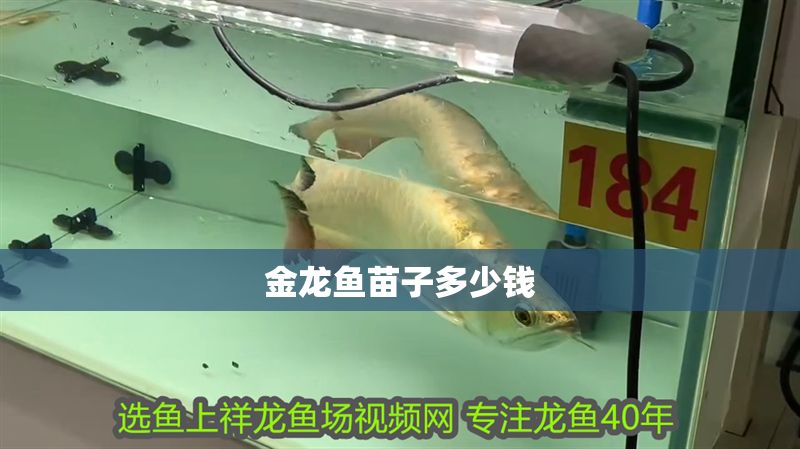 金龍魚苗子多少錢