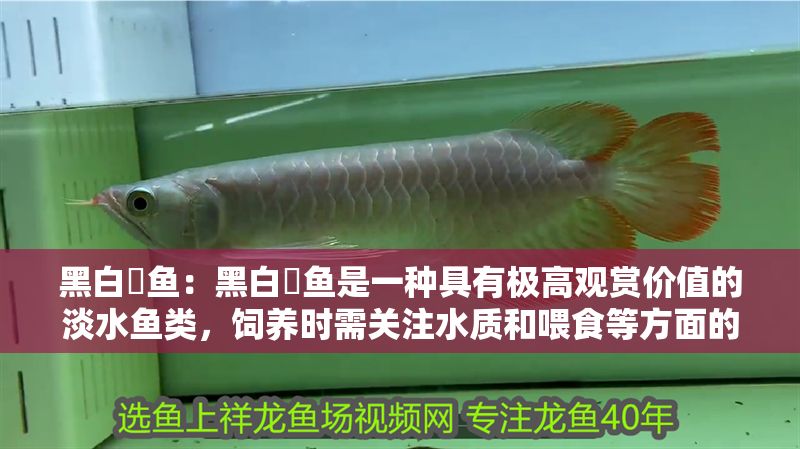 黑白魟魚：黑白魟魚是一種具有極高觀賞價值的淡水魚類，飼養時需關注水質和喂食等方面的問題 黑白魟魚：黑白魟魚是一種具有極高觀賞價值的淡水魚類，飼養時需關注水質和喂食等方面的問題 魟魚百科 第2張