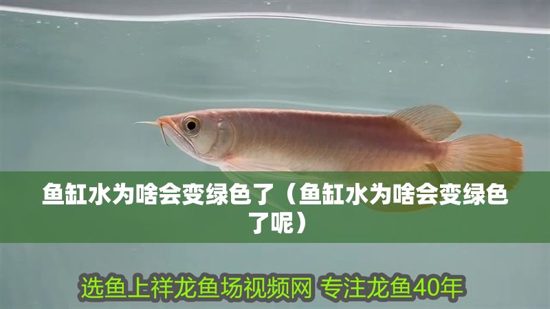 魚(yú)缸水為啥會(huì)變綠色了（魚(yú)缸水為啥會(huì)變綠色了呢）
