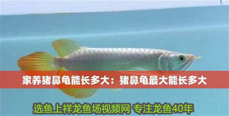 家養豬鼻龜能長多大：豬鼻龜最大能長多大