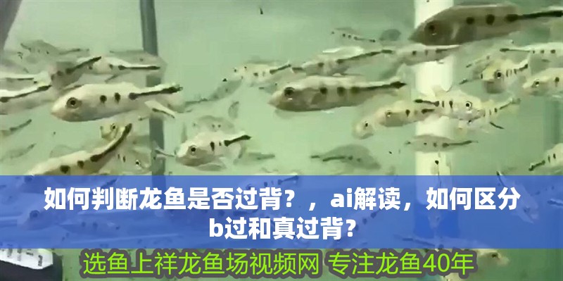 如何判斷龍魚是否過(guò)背？，ai解讀，如何區(qū)分b過(guò)和真過(guò)背？
