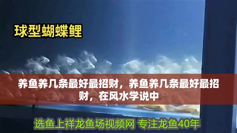 養魚養幾條最好最招財，養魚養幾條最好最招財，在風水學說中