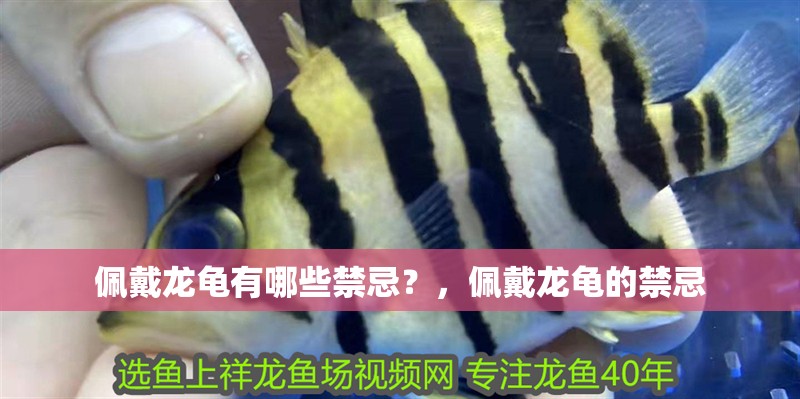 佩戴龍龜有哪些禁忌？，佩戴龍龜的禁忌