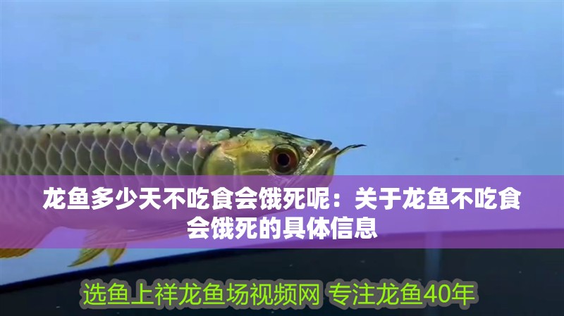 龍魚多少天不吃食會餓死呢：關(guān)于龍魚不吃食會餓死的具體信息