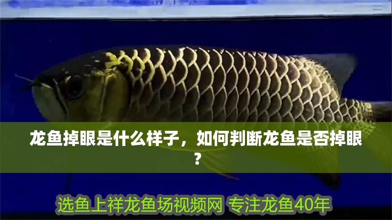 龍魚掉眼是什么樣子，如何判斷龍魚是否掉眼？