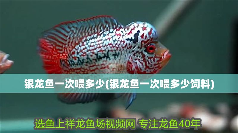 銀龍魚一次喂多少(銀龍魚一次喂多少飼料)