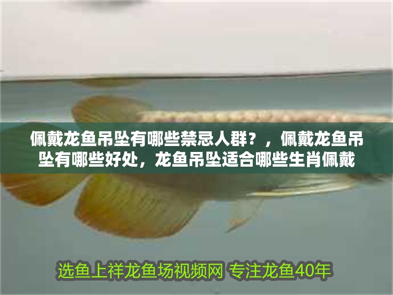 佩戴龍魚吊墜有哪些禁忌人群？，佩戴龍魚吊墜有哪些好處，龍魚吊墜適合哪些生肖佩戴