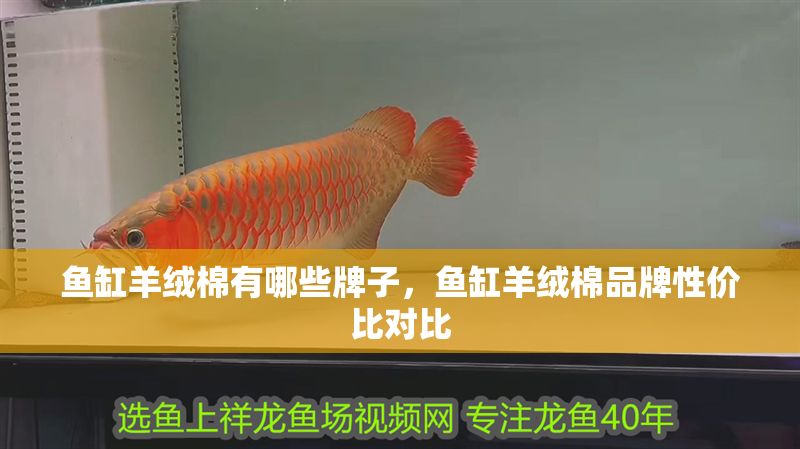 魚缸羊絨棉有哪些牌子，魚缸羊絨棉品牌性價比對比