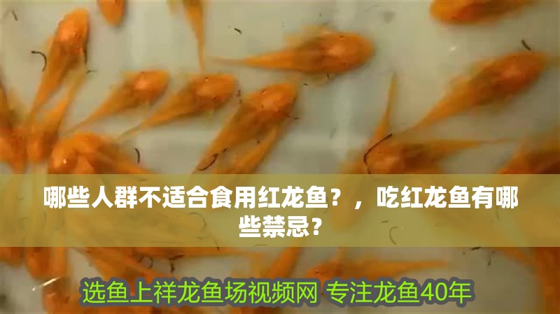 哪些人群不適合食用紅龍魚？，吃紅龍魚有哪些禁忌？