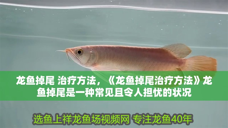 龍魚掉尾 治療方法，《龍魚掉尾治療方法》龍魚掉尾是一種常見且令人擔(dān)憂的狀況