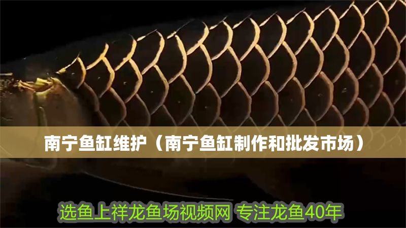 南寧魚缸維護（南寧魚缸制作和批發市場）