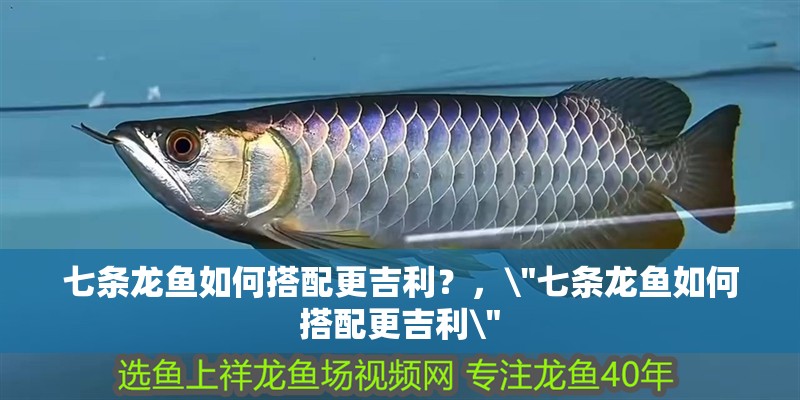 七條龍魚如何搭配更吉利？，\