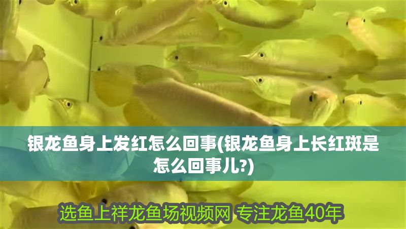 銀龍魚身上發(fā)紅怎么回事(銀龍魚身上長紅斑是怎么回事兒?)