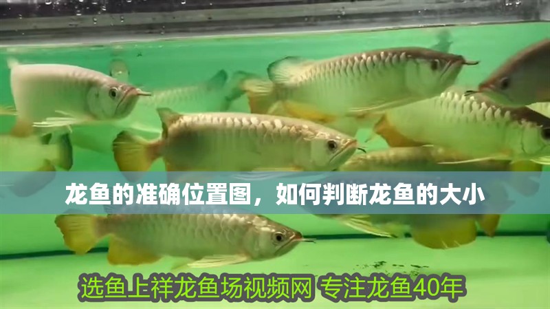 龍魚的準確位置圖，如何判斷龍魚的大小