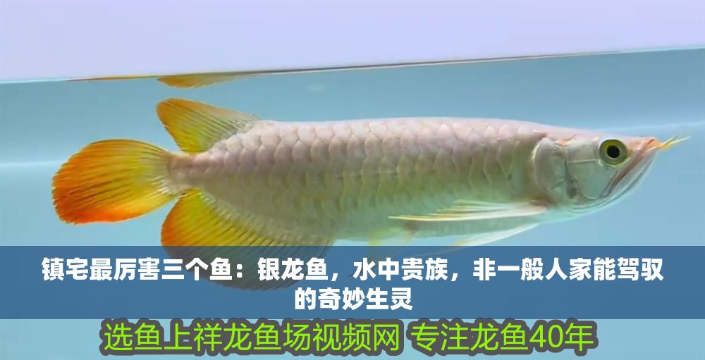 鎮宅最厲害三個魚：銀龍魚，水中貴族，非一般人家能駕馭的奇妙生靈