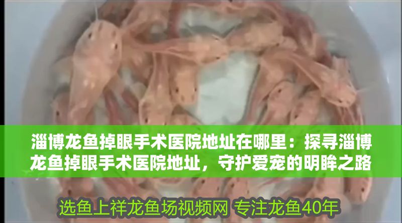 淄博龍魚掉眼手術醫院地址在哪里：探尋淄博龍魚掉眼手術醫院地址，守護愛寵的明眸之路