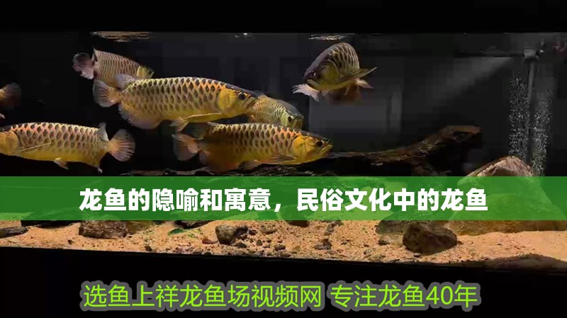 龍魚的隱喻和寓意，民俗文化中的龍魚
