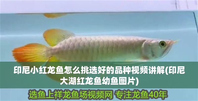 印尼小紅龍魚怎么挑選好的品種視頻講解(印尼大湖紅龍魚幼魚圖片)