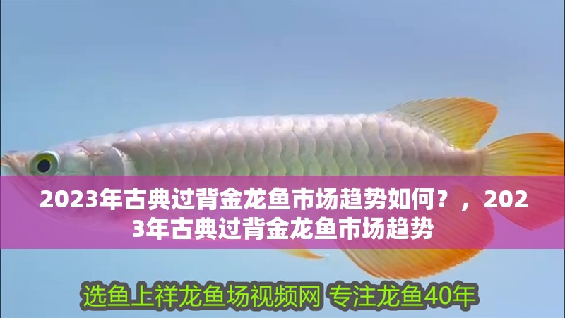 2023年古典過背金龍魚市場趨勢如何？，2023年古典過背金龍魚市場趨勢 2023年古典過背金龍魚市場趨勢如何？，2023年古典過背金龍魚市場趨勢 龍魚論壇