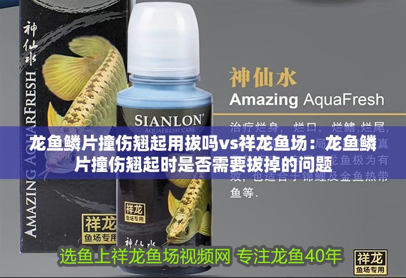 龍魚鱗片撞傷翹起用拔嗎vs祥龍魚場：龍魚鱗片撞傷翹起時是否需要拔掉的問題