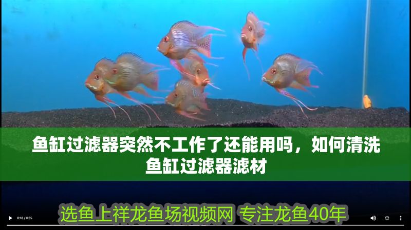 魚缸過濾器突然不工作了還能用嗎，如何清洗魚缸過濾器濾材 魚缸過濾器突然不工作了還能用嗎，如何清洗魚缸過濾器濾材 魚缸百科 第2張