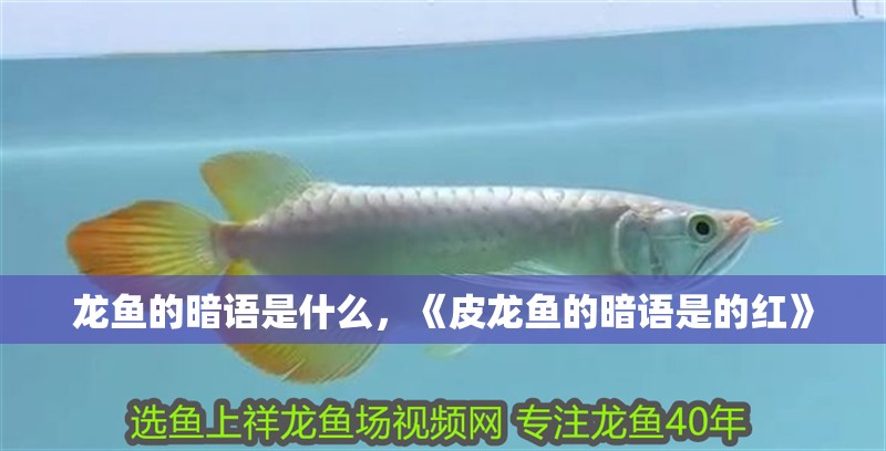 龍魚的暗語是什么，《皮龍魚的暗語是的紅》