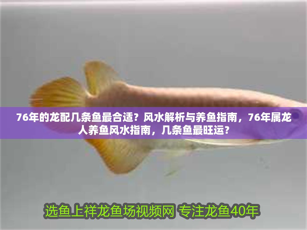 76年的龍配幾條魚最合適？風水解析與養魚指南，76年屬龍人養魚風水指南，幾條魚最旺運？