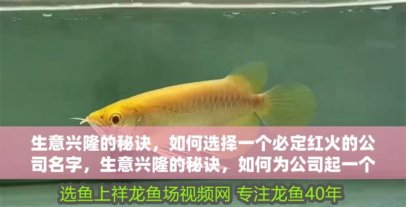 大湖紅龍魚好嗎怎么養活：大湖紅龍魚的飼養指南