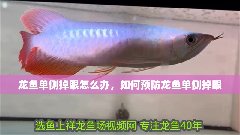 龍魚單側(cè)掉眼怎么辦，如何預(yù)防龍魚單側(cè)掉眼