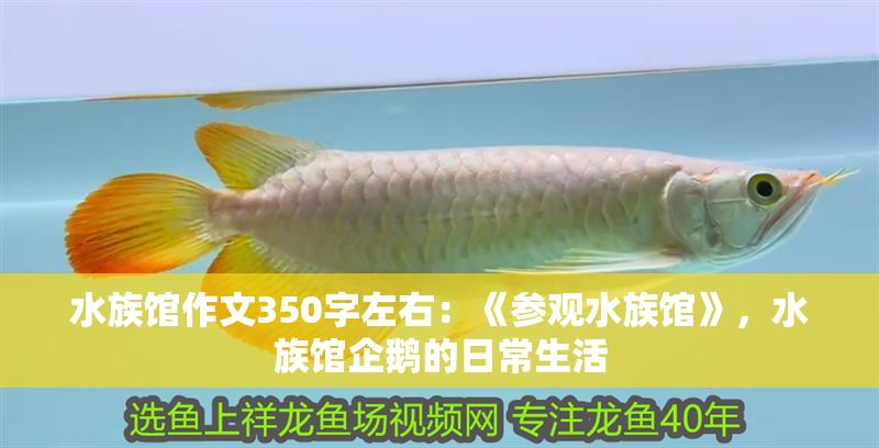 水族館作文350字左右：《參觀水族館》，水族館企鵝的日常生活