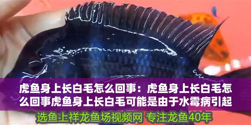 虎魚身上長白毛怎么回事：虎魚身上長白毛怎么回事虎魚身上長白毛可能是由于水霉病引起的