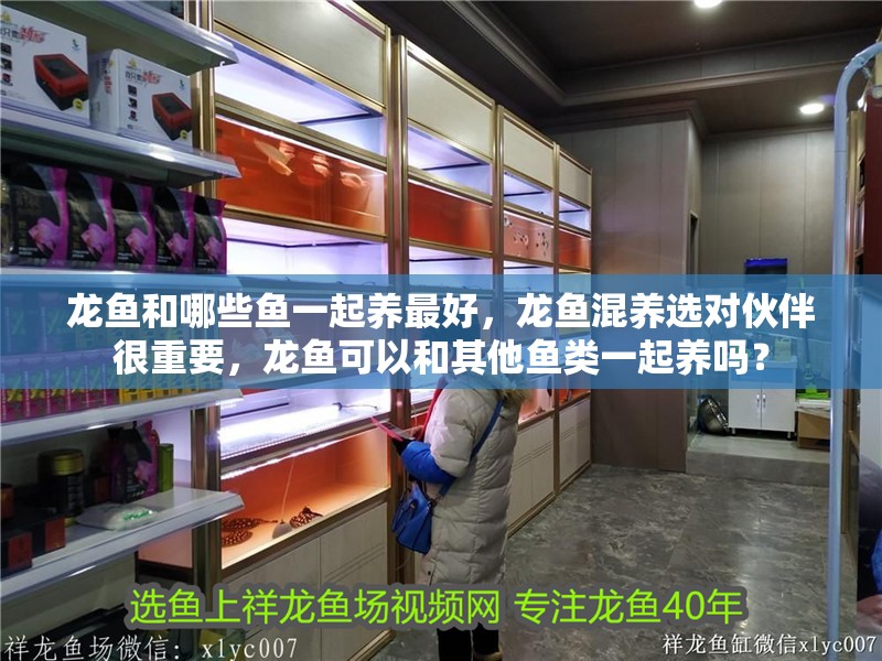 龍魚和哪些魚一起養最好，龍魚混養選對伙伴很重要，龍魚可以和其他魚類一起養嗎？