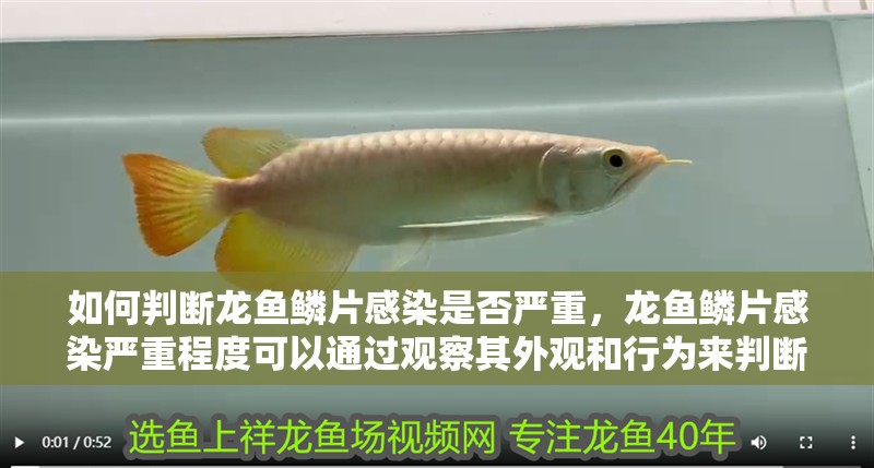 詳細閱讀:如何判斷龍魚鱗片感染是否嚴重,龍魚鱗片感染嚴重程度可以通過觀察其外觀和行為來判斷 如何判斷龍魚鱗片感染是否嚴重,龍魚鱗片感染嚴重程度可以通過觀察其外觀和行為來判斷