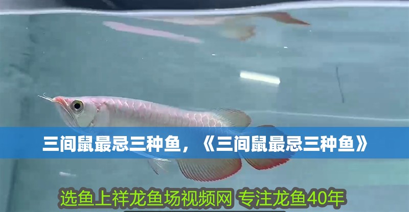 三間鼠最忌三種魚，《三間鼠最忌三種魚》