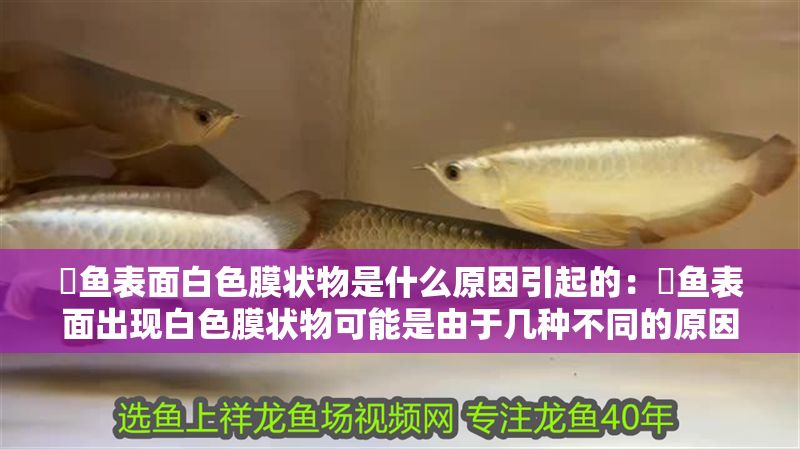 魟魚表面白色膜狀物是什么原因引起的：魟魚表面出現白色膜狀物可能是由于幾種不同的原因引起的