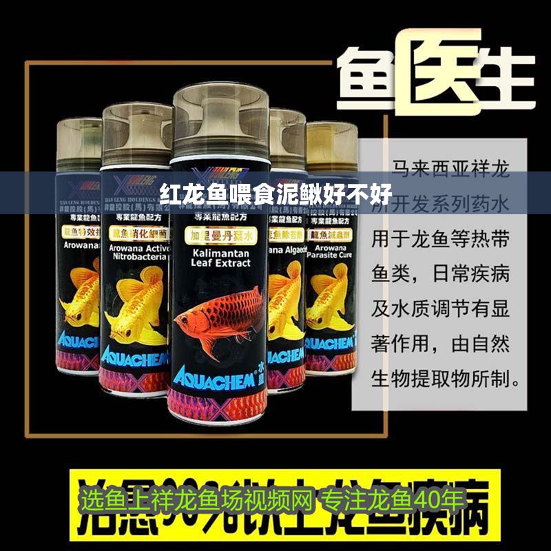 紅龍魚喂食泥鰍好不好