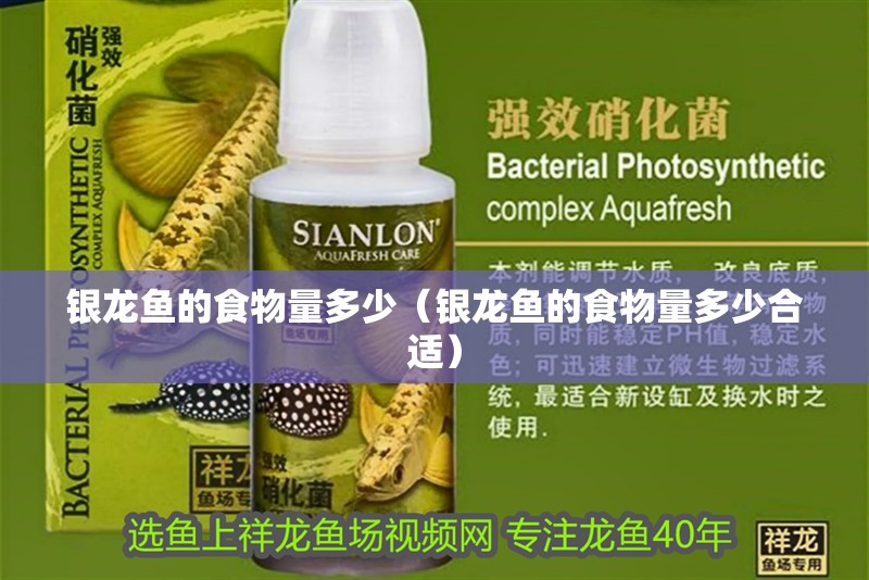 銀龍魚的食物量多少（銀龍魚的食物量多少合適）