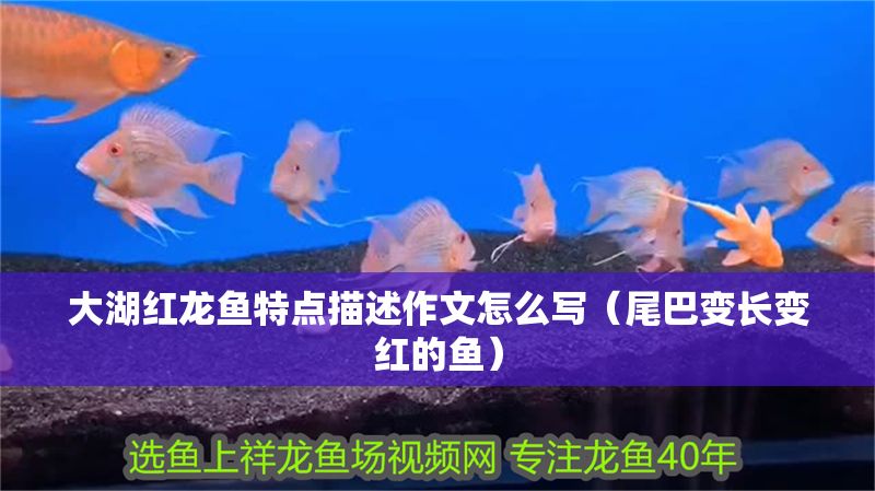 大湖紅龍魚特點描述作文怎么寫（尾巴變長變紅的魚）