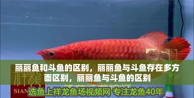 麗麗魚和斗魚的區別，麗麗魚與斗魚存在多方面區別，麗麗魚與斗魚的區別