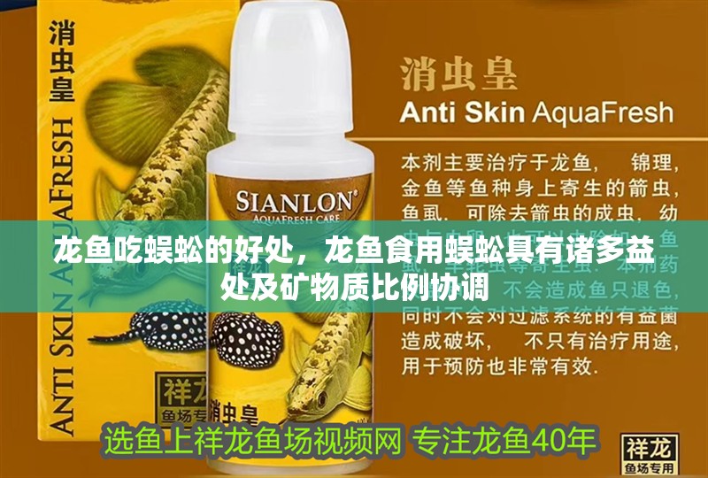 龍魚吃蜈蚣的好處，龍魚食用蜈蚣具有諸多益處及礦物質比例協調