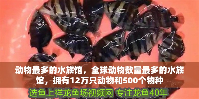 動物最多的水族館，全球動物數量最多的水族館，擁有12萬只動物和500個物種