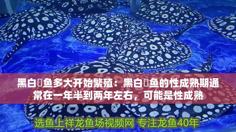 黑白魟魚多大開始繁殖：黑白魟魚的性成熟期通常在一年半到兩年左右，可能是性成熟