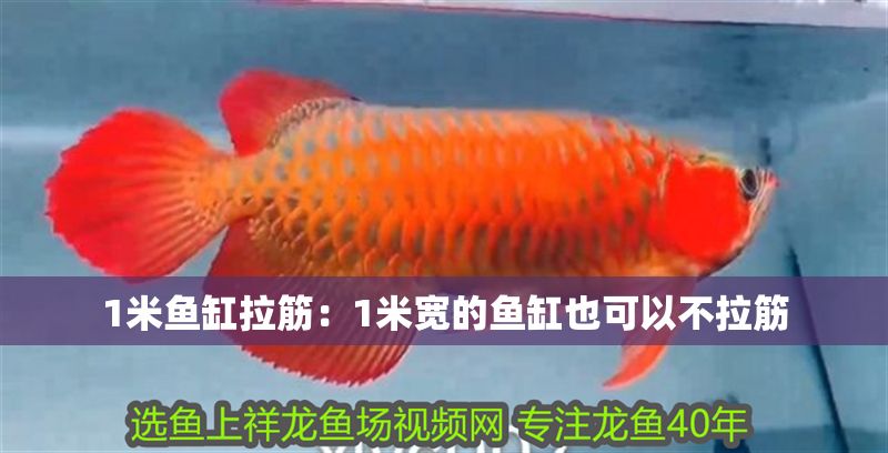 1米魚缸拉筋：1米寬的魚缸也可以不拉筋 1米魚缸拉筋：1米寬的魚缸也可以不拉筋 魚缸百科 第2張