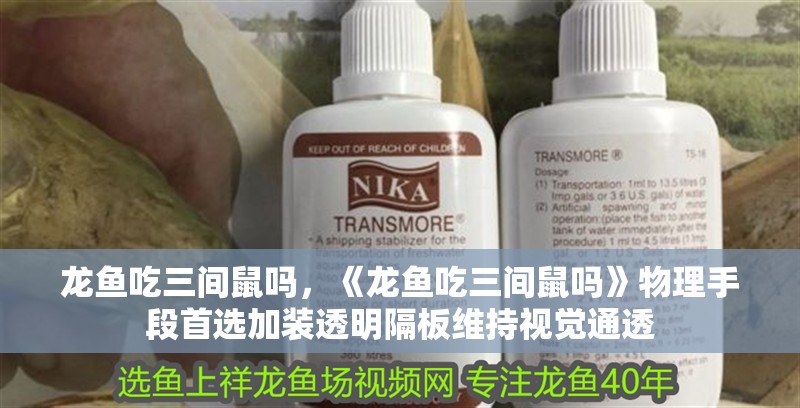 龍魚吃三間鼠嗎，《龍魚吃三間鼠嗎》物理手段首選加裝透明隔板維持視覺通透