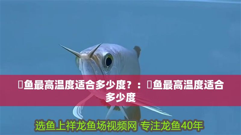 魟魚最高溫度適合多少度？：魟魚最高溫度適合多少度 魟魚最高溫度適合多少度？：魟魚最高溫度適合多少度 魟魚百科 第2張
