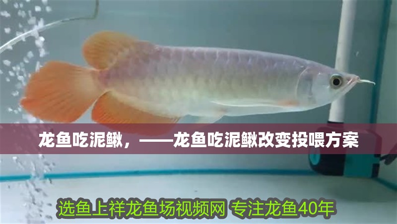 龍魚(yú)吃泥鰍，——龍魚(yú)吃泥鰍改變投喂方案